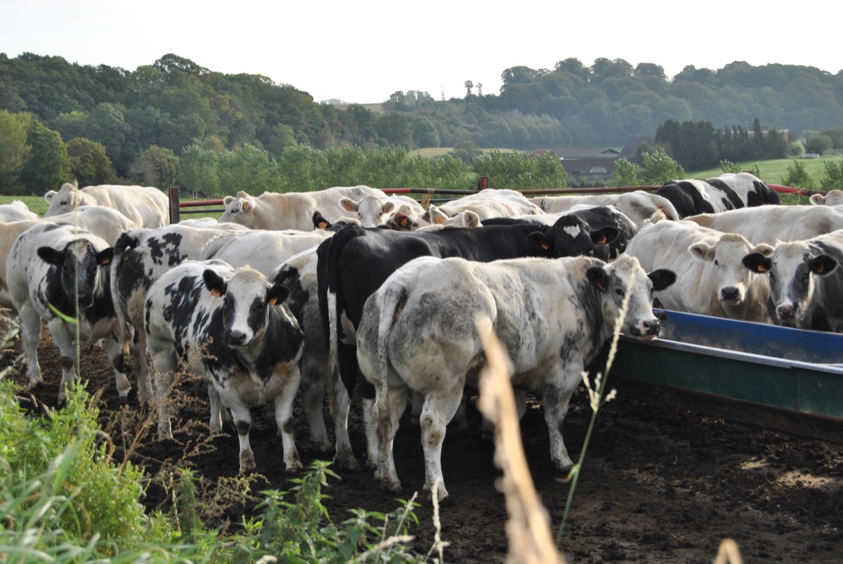 Hoe “dierzaam” is duurzame veehouderij? 